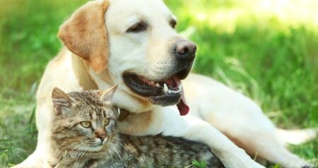 Cats, Dogs or Small Pets