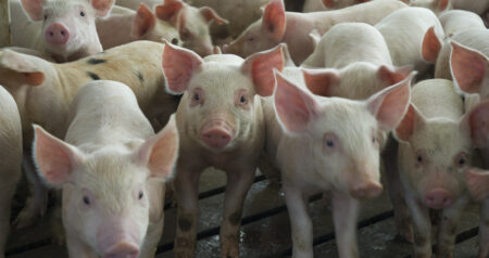 Swine | Sows | Pigs | Hogs